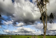 爵士九号位球员米切尔荣膺最佳新人